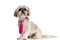 Seated sweet shih tzu dog wearing a pink tie