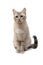 Seated Thai cat color `Seal tabby point` on white background