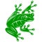 Seated tropical green frog. Vector color illustration. Editable template for design