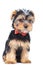 Seated yorkie wearing red bowtie