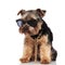 Seated yorkshire terrier with sunglasses and chain looks to side