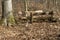 Seating group in the forest in the sunlight