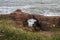 Seaton Cliffs. Arbroath in Angus. Scotland.