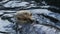 SEATTLE, WA, USA- SEP, 7, 2015: close up of a sea otter feeding on its back and rolling over