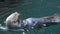 SEATTLE, WA, USA- SEP, 7, 2015: high view of a sea otter eating fresh mussels