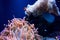 SEATTLE, WASHINGTON, USA - JAN 25th, 2017: Sea anemone and a group of clown fish in marine aquarium on blue background.