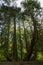 Seauoioidae, Seauoioidae, tree with 6 branches in public orchards in Baden-Baden