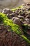 seaweed and aquatic plant on rocks