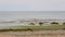 Seaweed beach. Sea landscape with algae. Background of the sea