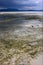 seaweed beach sky in indian ocean