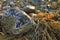 Seaweed closeup in Maine at dawn among rocks and barnacles