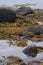 Seaweed Collects in Rocks at Low Tide