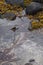 Seaweed Collects Among Rocks at the Seashore