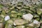 Seaweed Covered Beach Cobbles