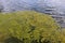 Seaweed covering large area at river rhine