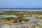 Seaweed on Dania beach in Kenya