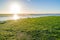 Seaweed field on Waddensea wetlands, Netherlands