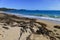 Seaweed Laminaria on the seashore