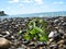 seaweed lies on sea pebbles against the background of the sea