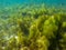 Seaweed on marine plants, underwater photo of tropical seashore. Mossy plant on coral reef. Phytoplankton undersea