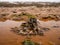 Seaweed on a muddy tidal estuary at low tide