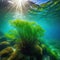 Seaweed and natural sunlight underwater seascape in the landscape with Marine sea