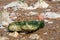 Seaweed on rocks at Hunstanton Beach, Norfolk