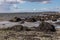 Seaweed, sand and rocks in Ballyloughane Beach