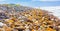 Seaweed scattered on a rocky beach in Cape Town