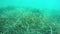 Seaweed sea bottom