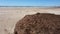 Seaweed. Seaweed laying on the beach.