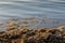 Seaweed on the shore in Key Largo, Florida