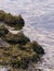 Seaweed shows rinsed waterweeds