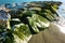 Seaweed and slimy green moss on a white rock