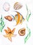 Seaweed starfish, shells fish watercolor