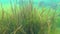 Seaweed, thickets of sea grass Zostera. Black Sea