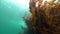 Seaweed underwater on seabed of Barents Sea.