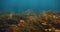 Seaweed underwater in shallow ocean