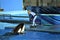 Seaworld trainer feeding a Killer Whale