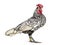 Sebright chicken, standing against white background