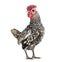 Sebright chicken, standing against white background