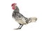 Sebright chicken, standing against white background