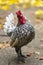 A Sebright rooster with its beautiful feathers, Wassenaar, Netherlands