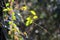 Secamone villosa Blume on natural trees