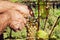 Secateurs in farmer`s hands cuting a yellow-green bunch of grapes in sunny valley. Ecological vineyards during harvest.