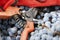 Secateurs and gloves in a crate with Merlot grapes