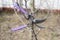 Secateurs hanged on a pear branch. Pruning pear branches pruners