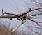 Secateurs hanged on a pear branch. Pruning pear branches pruners