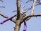 Secateurs hanged on a pear branch. Pruning pear branches pruners