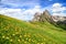 Seceda peak with flowers during summer time in Dolomites, Italy